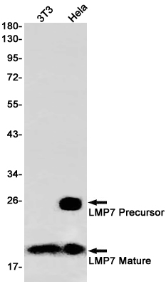 Proteasome beta 8 Rabbit mAb